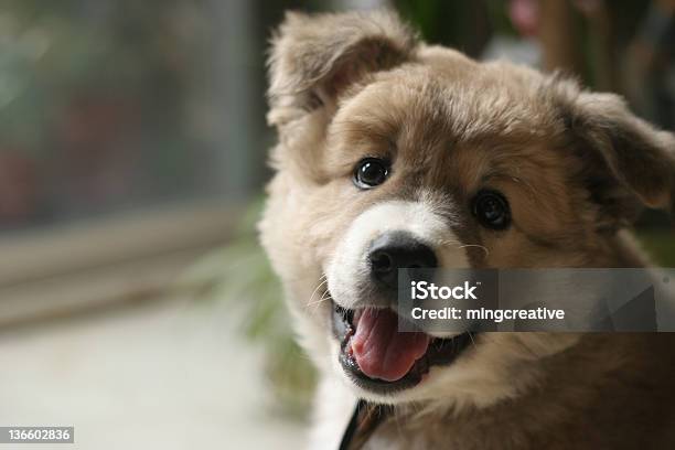 Adorável Cachorrinho Rir - Fotografias de stock e mais imagens de Animal - Animal, Animal de Estimação, Branco