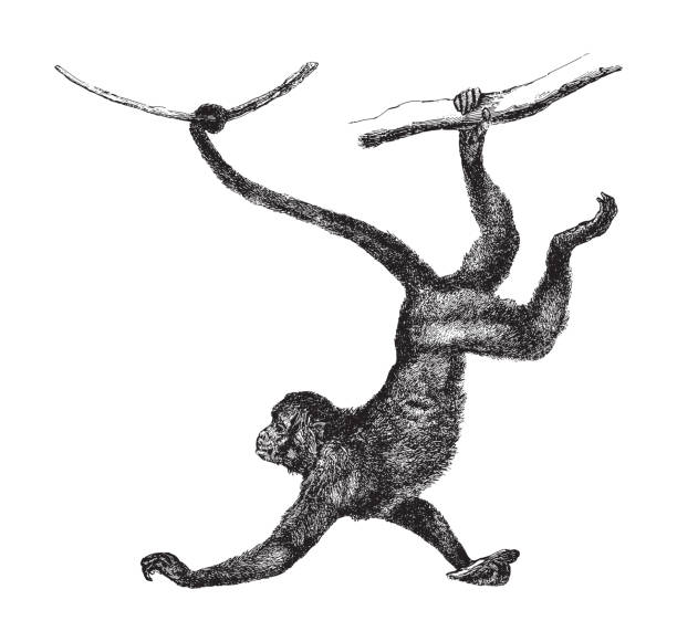 ilustrações, clipart, desenhos animados e ícones de macaco-aranha de cara vermelha (ateles paniscus) - ilustração vintage - monkey