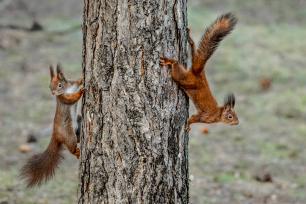 リスのガーデン - curious squirrel ストックフォトと画像