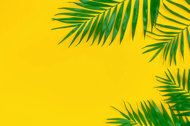 istock Tropical palm leaves on yellow background 1366028668