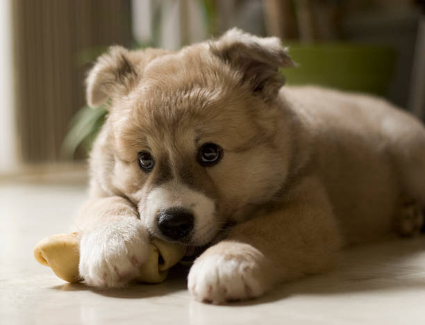 adorable puppy chewing his bone stock photo