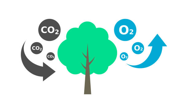 tree absorbs co2 and releases o2. carbon cycle. photosynthesis process diagram. - karbondioksit stock illustrations
