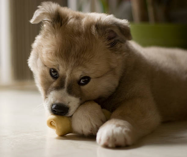 istock adorable puppy chewing his bone 136602903