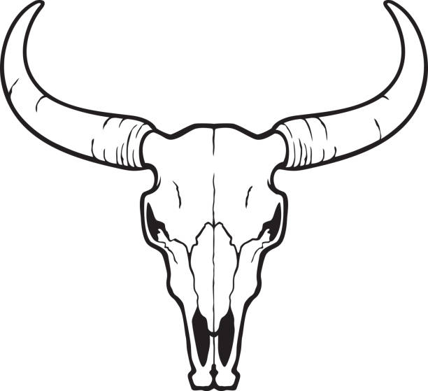 stierschädel schwarz-wei�ß - texas longhorn cattle horned cattle farm stock-grafiken, -clipart, -cartoons und -symbole