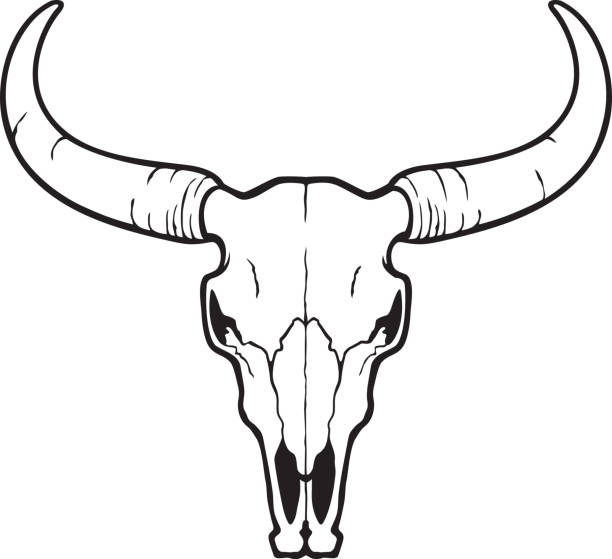 czaszka byka czarno-biała - horned death dead texas longhorn cattle stock illustrations