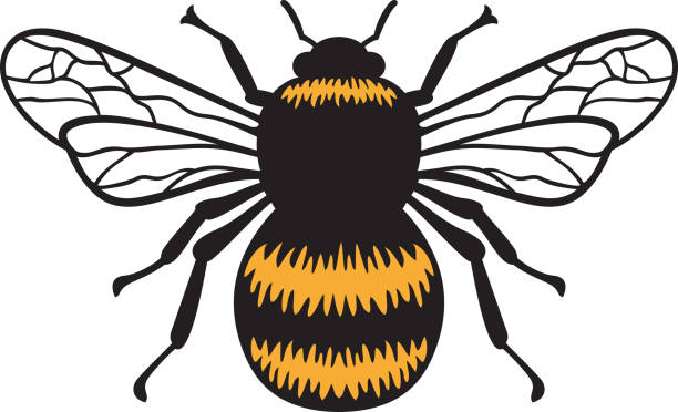 Bumblebee insect color Bumblebee insect color vector illustration animal antenna stock illustrations