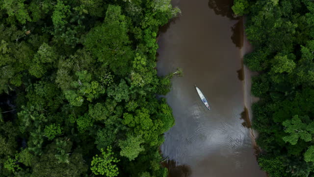 A canoe is moving over a small river in the Amazon rainforest with many trees