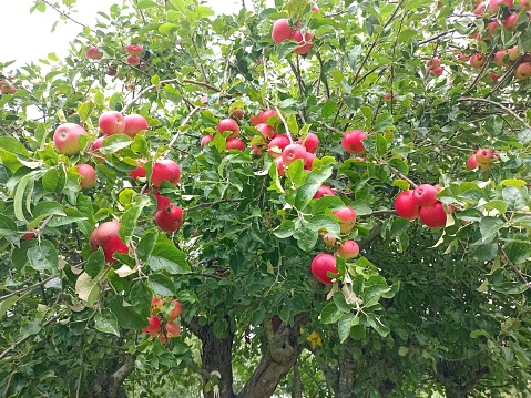 Photograph of an apple tree full of apples in a garden