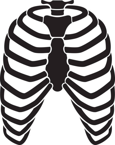 Human rib cage skeleton Human rib cage skeleton black vector illustration clip art of rib cage stock illustrations