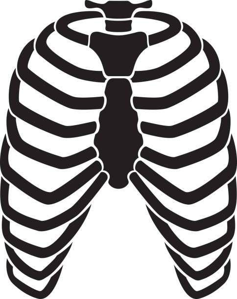 170+ Anatomy Of Rib Cage Clip Art Illustrations, Royalty-Free Vector ...