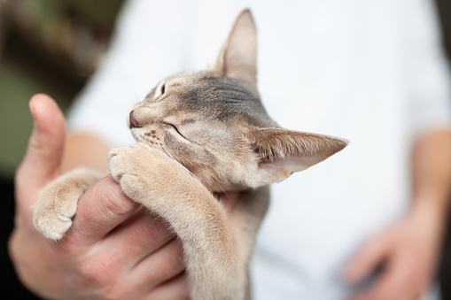 Close up of grey kitten playing with human hands. Abyssinian kitten of blue color biting mans finger. Relationship between human and cat. Pets games. Selective focus.