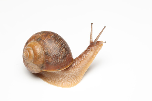 garden snail on white background.