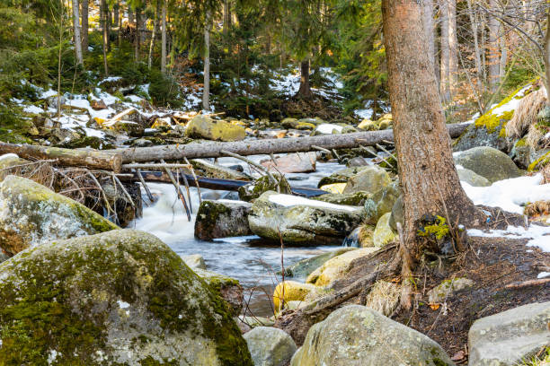 istock Huge stones and fallen trees lying over small mountain stream 1366032217
