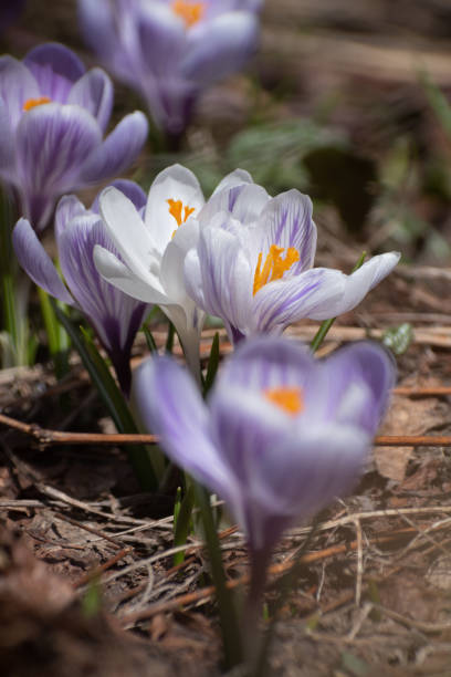 Purple crocus blooming in the spring garden