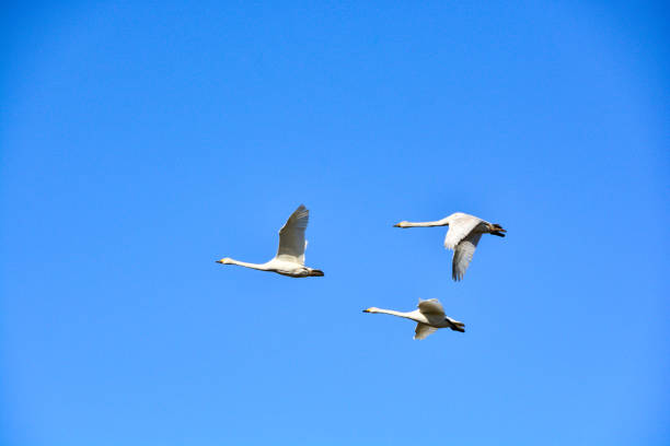 istock Flock of swans flying in the spring blue sky 1366032284