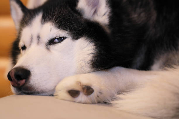 istock Husky dog sleeps curled up on the couch, close-up 1366032338