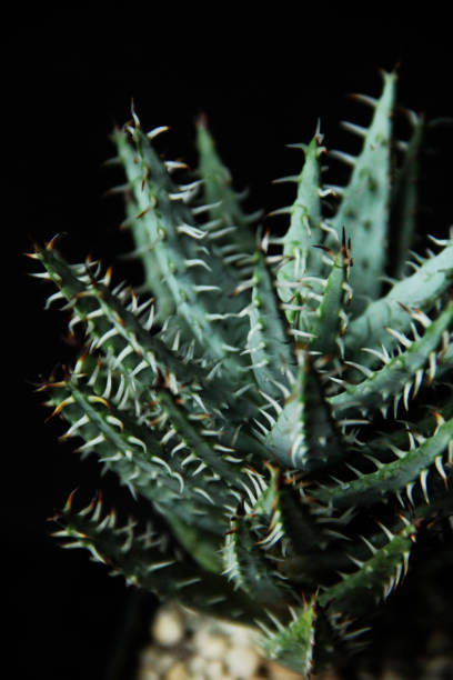 Aloe erinacea , Aloe erinacea close-up . Aloe isolated. aloe erinacea on a dark background Aloe Erinacea Plant, large thorns on the leaves of the plant. studio shot.prickly succulent. succulent on dark background. plant thorns close-up. aloe erinacea , aloe erinacea primer plano. aloe aislado. aloe erinacea sobre un fondo oscuro aloe erinacea planta, grandes espinas en las hojas de la planta. estudio shot.prickly suculento. suculento sobre fondo oscuro. planta espinas de cerca.