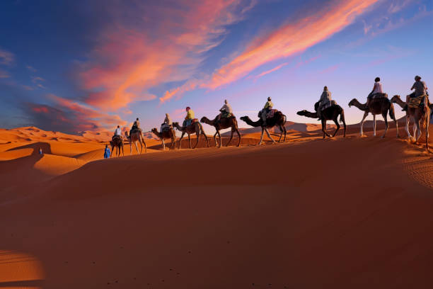 Camel caravan going through the Sahara desert in Morocco at sunset stock photo