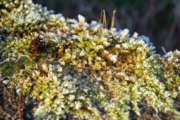 istock macro shot of frozen moss 1366032609