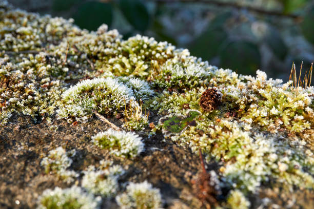 istock macro shot of frozen moss 1366032610