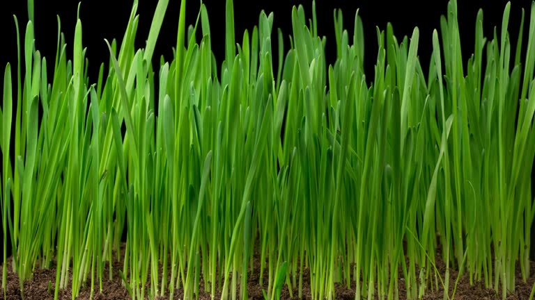 Time Lapse of Growth Fresh Green Grass