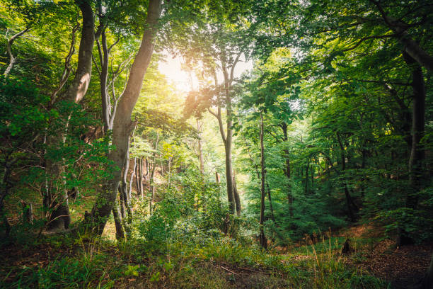 Green forest with sun peaking through the leaves on a bright day in the summer