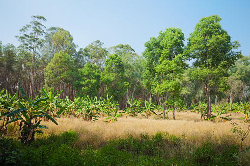 Landscape with huge grass and different types of tropical trees in Chiang Mai province