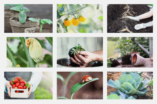 collage d’images de jardins biologiques - strawberry plant photos et images de collection