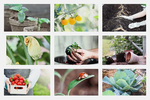 Collage of organic garden images, including woman gardening planting asparagus, tomato seelings, potted plants and a lady bug.