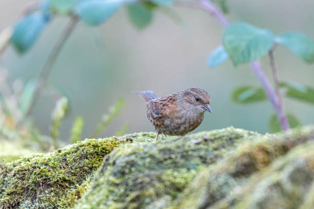 istock Single Dunnock, Prunella modularis, or hedge accentor, hedge sparrow, or hedge warbler on a wall. 1366034854
