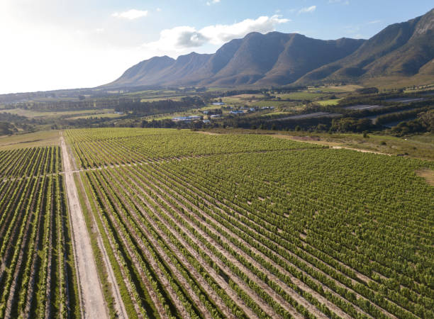 istock Aerial over vineyard in beautiful valley 1366035080
