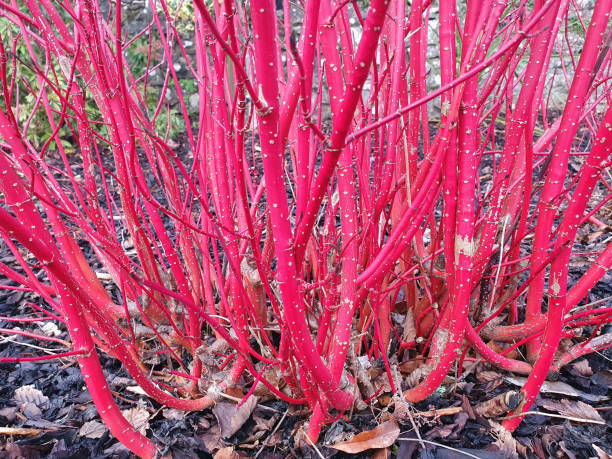 Cornus alba 'Sibirica' shrub Cornus alba 'Sibirica' shrub with crimson red stems in winter and red leaves in autumn commonly known as Siberian dogwood, stock photo image cornus alba sibirica stock pictures, royalty-free photos & images