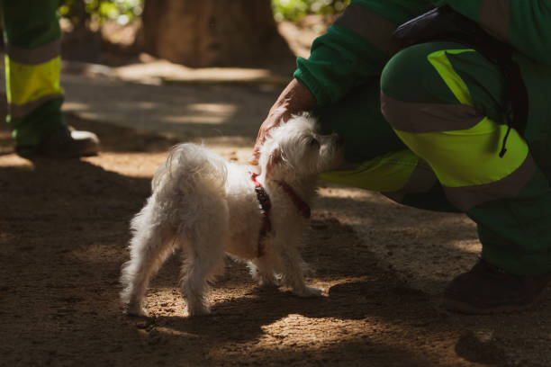 istock A small Terrier dog, looking for new friends in a park 1366036543