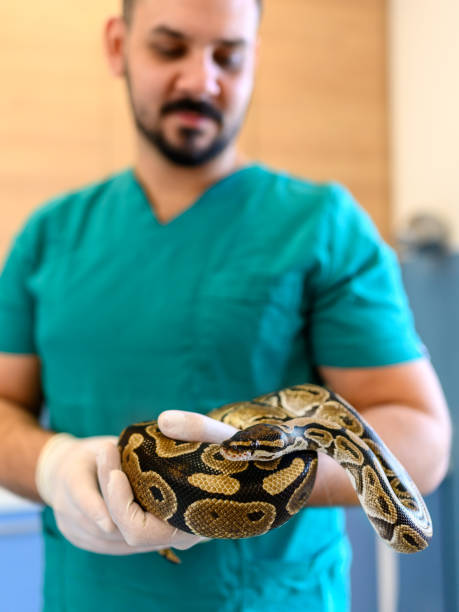 istock Veterinarian holds snake in hands. 1366036586