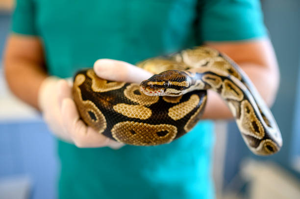 istock Veterinarian holds snake in hands. 1366036589