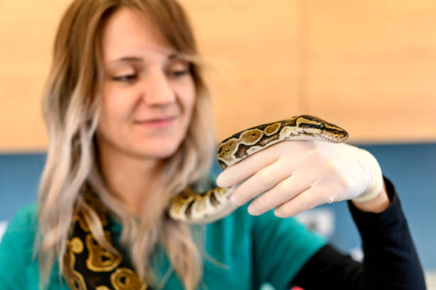 istock Veterinarian holds snake in hands. 1366036604