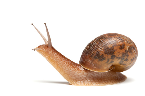 garden snail on white background.