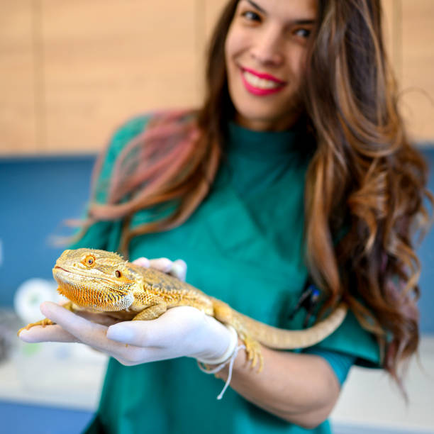 istock Veterinarian holding bearded dragon in hands. 1366037580