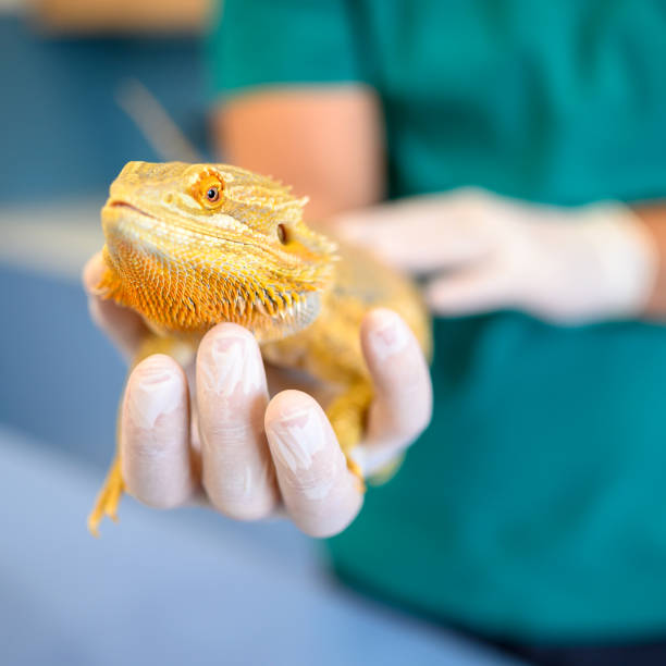 Veterinarian holding bearded dragon in hands. stock photo