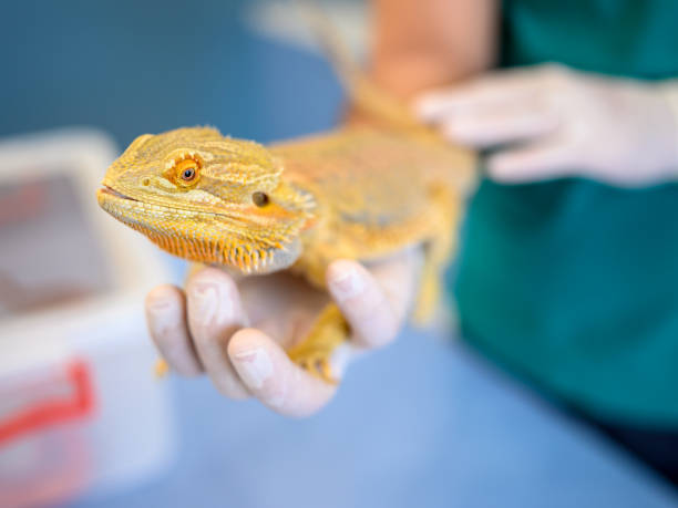 istock Veterinarian holding bearded dragon in hands. 1366037877
