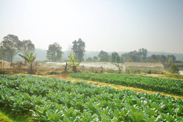 istock Morning view over vegetable fields in Chiang Mai province 1366037904
