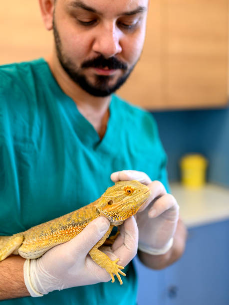 istock Veterinarian holding bearded dragon in hands. 1366038128