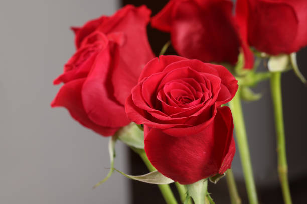 Free picture: Bouquet of three pink roses and a glass of red wine on table