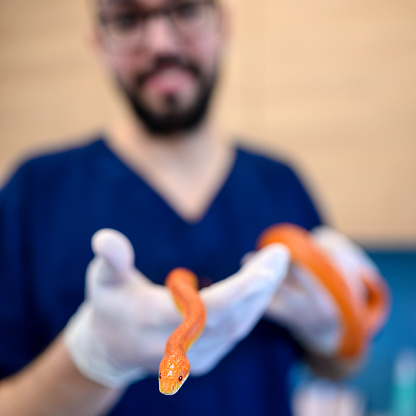 Veterinarian holds snake in hands.