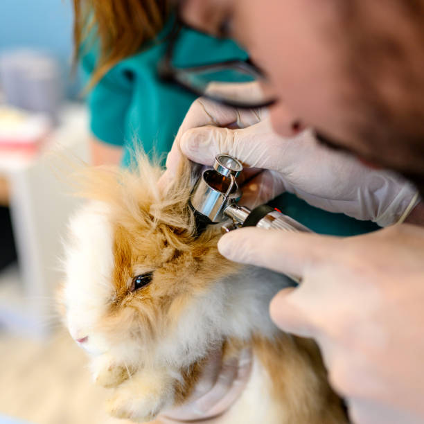 istock Veterinarian examining rabbit's ear at vet's office. 1366039094
