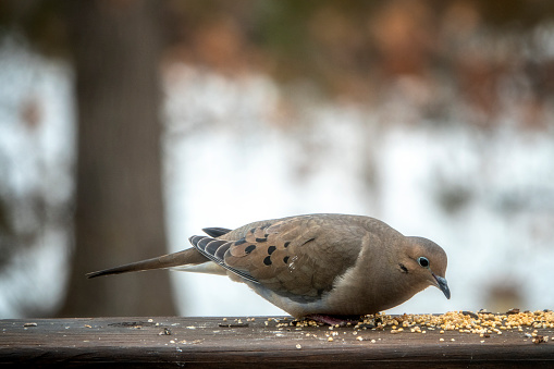 mourning dove feeding on seeds