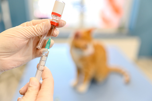 A veterinarian in medical gloves holds a syringe before injection into a cat. Selective fokus