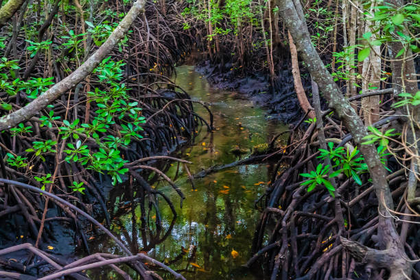 istock Small river in Mangrove forest, Zanzibar. Tropical forest in mud. Jozani forest 1366040317