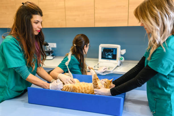 ветеринары проводят ультразвуковое обследование домашней кошки - pregnant animal стоковые фото и изображения