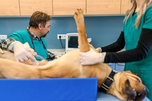 The doctor does an ultrasound examination of the dog's abdomen, an animal on the operating table, a doctor and a patient, a veterinary clinic